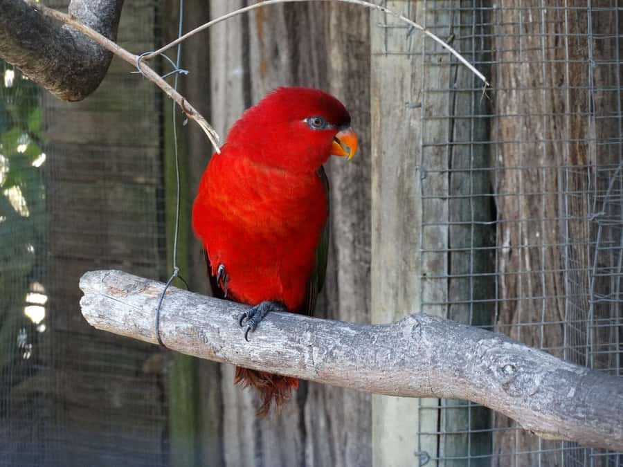 Cape Town: World of Birds & Animal Sanctuary - Magic Forest Trail and Up-Close Parrot Moments