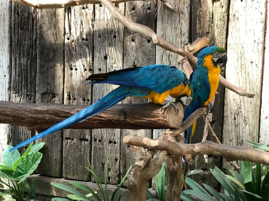 Cape Town: World of Birds & Animal Sanctuary - FAQ