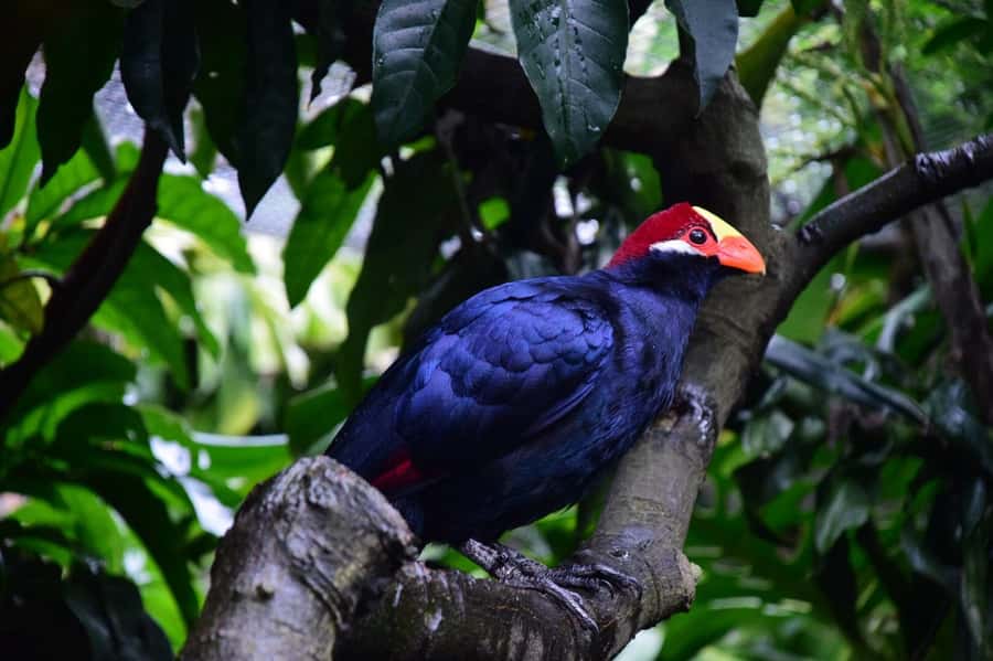 Cape Town: World of Birds & Animal Sanctuary - Bird Sanctuary Basics: 400+ Species and 100 Walk-Through Aviaries