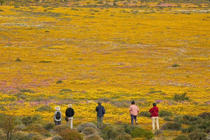 Cape West Coast Full Day Private Day Tour - !Khwa ttu San cultural experience: one hour that’s not about shopping