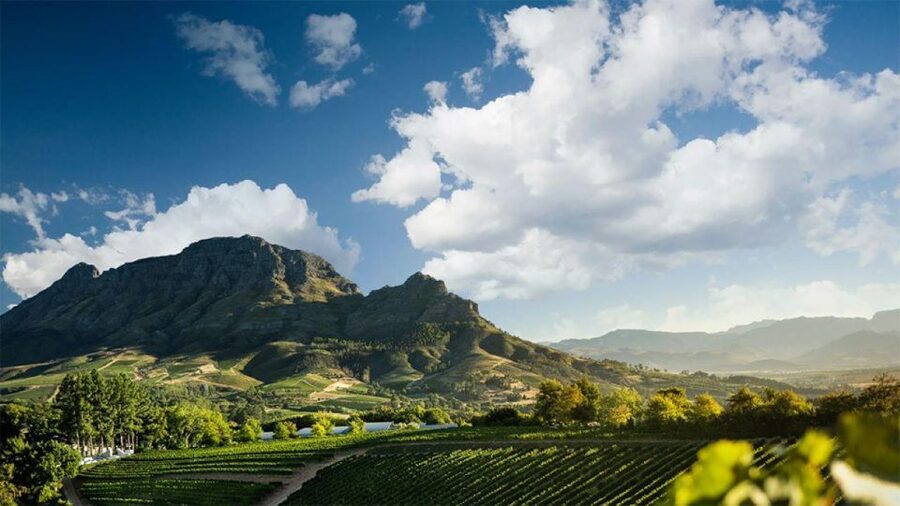 Cape Wineland 3 Award Winning Vineyards - Private transportation means you spend your energy tasting, not commuting