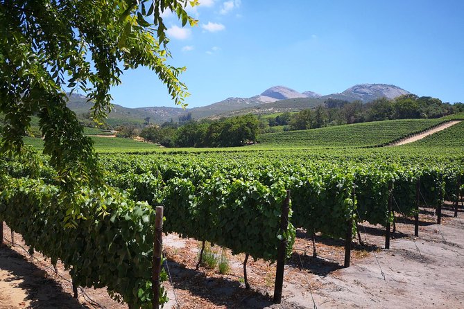 Cape Winelands Stellenbosch Franschhoek Paarl Tour from Cape Town - Franschhoek wine estate stop: five wines, plus a town with galleries
