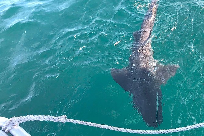 CapeTown: Shark Cage Diving Experience with Scuba - Seal Island in False Bay: what the day feels like when animals show up