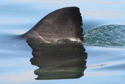 CapeTown: Shark Cage Diving Experience with Scuba