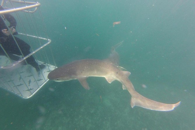 CapeTown: Shark Cage Diving Experience with Scuba - How long you’ll be in the cage and what to do with nerves