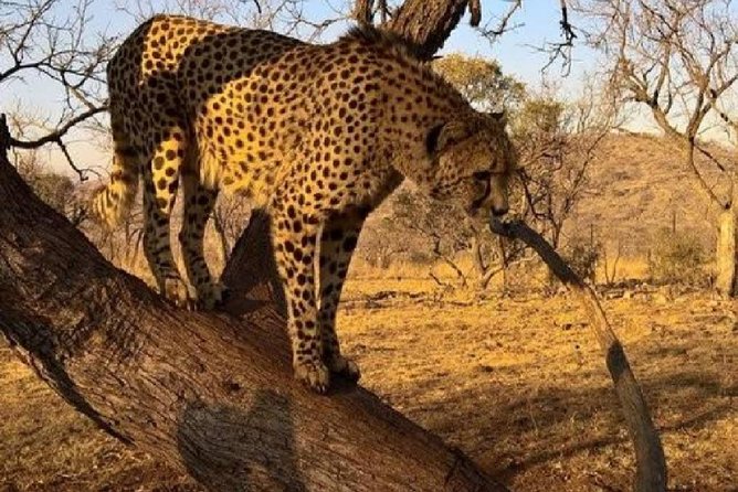 Captivating Safari Lion Park Experience (Half Day Guided Tour) - Half-Day Safari Planning: Why This Works in Johannesburg