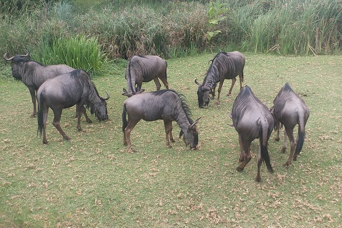 Captivating Safari Lion Park Experience (Half Day Guided Tour) - Safari Lion Park Arrival: What the 2 Hours Feels Like on the Ground