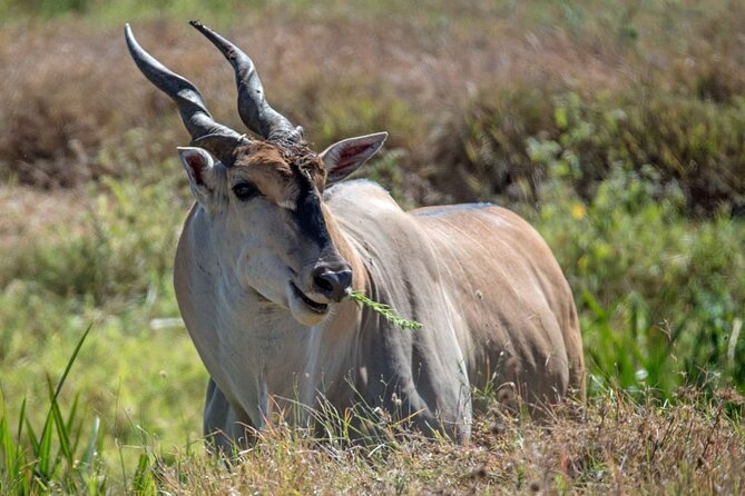 Captivating Safari Lion Park Experience (Half Day Guided Tour) - What You Can Expect to See: Lions, Cheetahs, Wild Dogs, and More