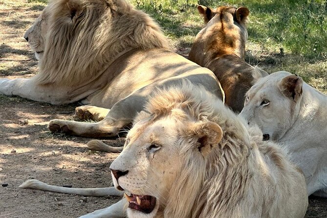 Captivating Safari Lion Park Experience (Half Day Guided Tour) - Lions and Close-Up Viewing: The Best Part and the Big Expectation