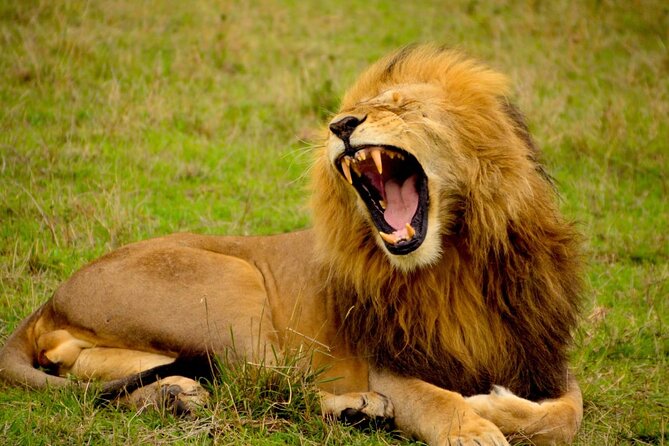 Captivating Safari Lion Park Experience (Half Day Guided Tour) - The On-Safari Guide Talk: How It Changes the Value