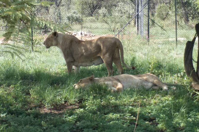 Captivating Safari Lion Park Experience (Half Day Guided Tour) - The Vehicle and Photo Game Plan: How to Get Better Shots