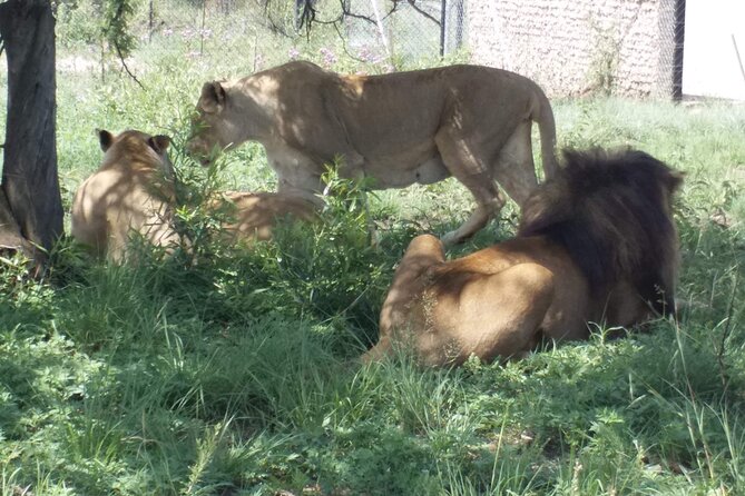 Captivating Safari Lion Park Experience (Half Day Guided Tour) - Pickup, Transport, and the Stuff That Makes It Easy