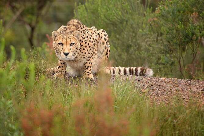 Cats in Conservation - Key things that make Cats in Conservation worth your day