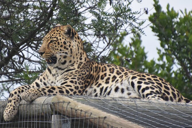 Cats in Conservation - Getting started at the Tenikwa Wildlife Awareness Centre