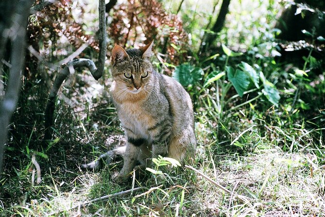 Cats in Conservation - A full day of animal time, not just quick stops