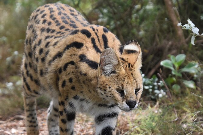 Cats in Conservation - Photos, closeness, and the no-touch rule
