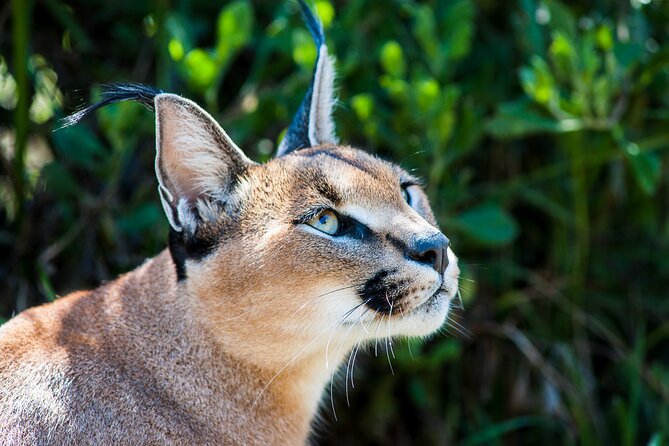 Cats in Conservation - What you eat and when, with a guide who keeps things moving