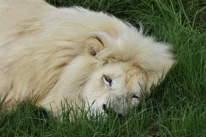 Cats in Conservation - Timing and logistics: what a full 7 to 8 hours really means