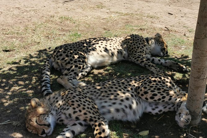 Cheetah Outreach Tour Somerset West, Gordon's Bay and Strand Beaches - Key highlights that make this tour worth your time