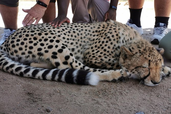 Cheetah Outreach Tour Somerset West, Gordon's Bay and Strand Beaches - A half-day that pairs wildlife with the ocean