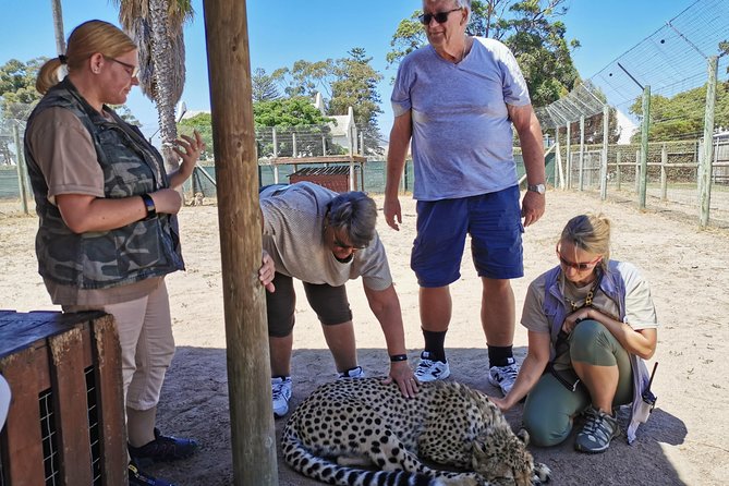 Cheetah Outreach Tour Somerset West, Gordon's Bay and Strand Beaches - Gordon’s Bay: 90 minutes of beach time and a lunch with a view