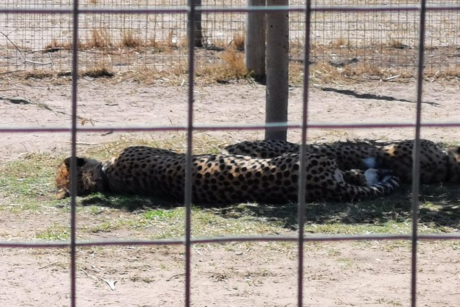 Cheetah Outreach Tour Somerset West, Gordon's Bay and Strand Beaches - What to pack and what to budget so you do not get surprised