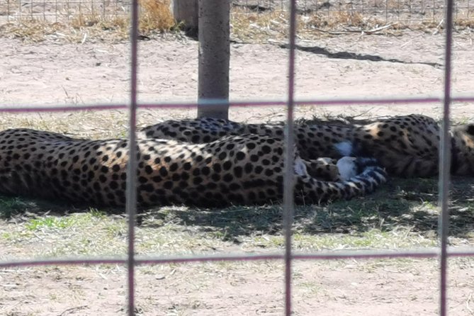 Cheetah Outreach Tour Somerset West, Gordon's Bay and Strand Beaches - Who this tour suits best, and who might want a different plan