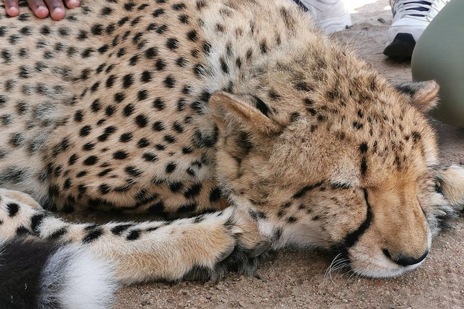 Cheetah Outreach Tour Somerset West, Gordon's Bay and Strand Beaches - Price and Logistics: what your $53.20 actually covers