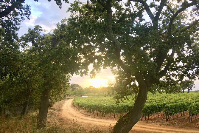 Constantia Hidden Gem Cycle Half Day - Private Tour - Estate Stops You Can Expect in the Constantia Area