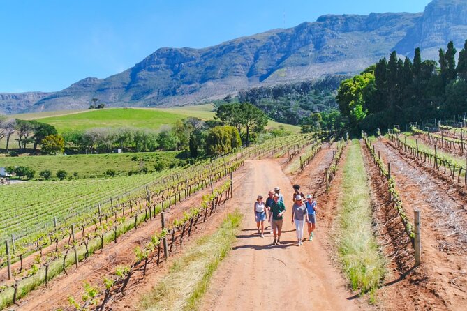 Constantia Wine Walk Storytelling Vineyard Tour with Lunch - Key highlights at a glance