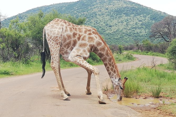 Cradle of Human Kind & Lion & Rhino Park Tour Full day Tour Private - The drive between sites: use the time instead of losing it