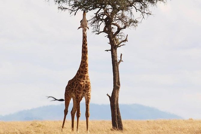 Cradle of Human Kind & Lion & Rhino Park Tour Full day Tour Private - Stop 2: Rhino and Lion Nature Reserve game drive with lions, giraffe, and birds
