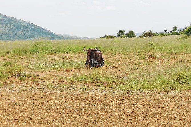 Cradle of Human Kind & Lion & Rhino Park Tour Full day Tour Private - Why the private guide experience makes both stops click