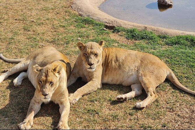 Cradle of Human Kind & Lion & Rhino Park Tour Full day Tour Private - Comfort, timing, and what to bring on a 8:00 am start
