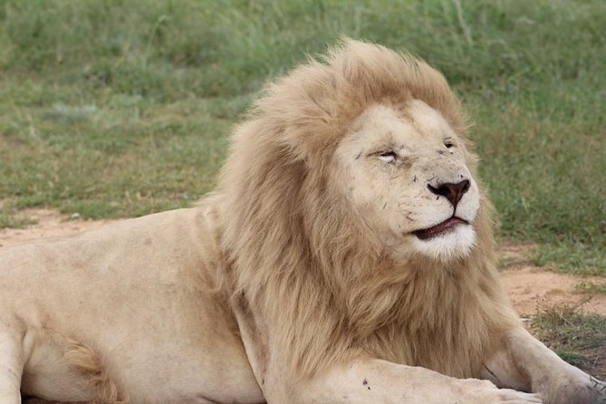 Cradle of Humankind and Lion and Safari Park Tour from Johannesburg or Pretoria - Johannesburg to Lion and Safari Park, Then the Cradle of Humankind