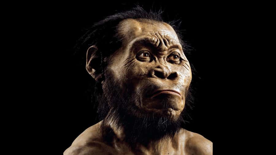 Cradle of Humankind and Sterkfontein Caves Half-Day Tour - First stop: riding out of Johannesburg to the Cradle of Humankind