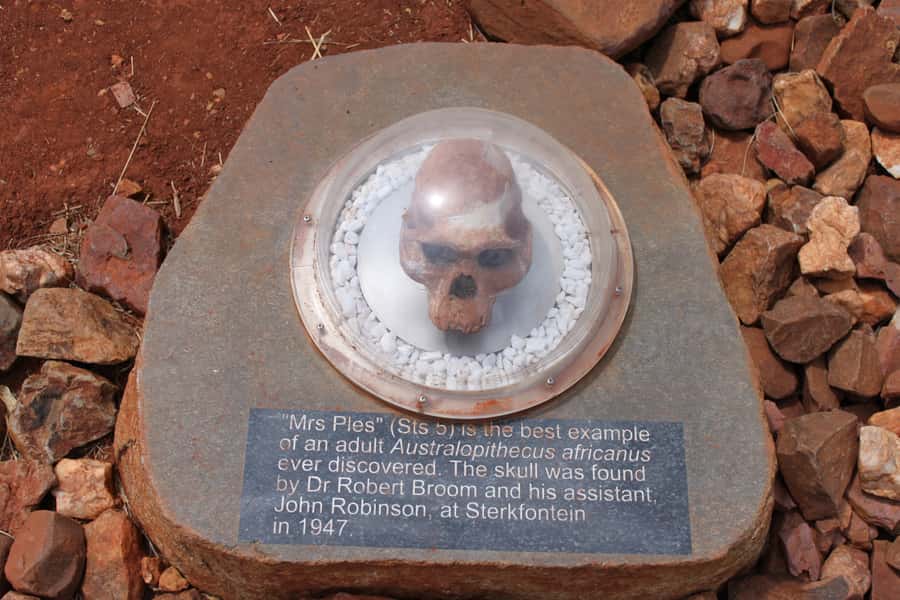 Cradle of Humankind and Sterkfontein Caves Half-Day Tour - Who this tour fits best (and who should skip it)