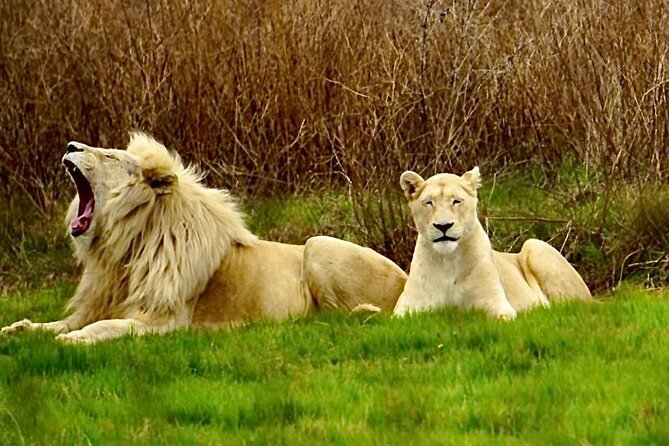 Cradle of Humankind, Caves or Maropeng, Rhino and Lion Park - Key things to know before you go
