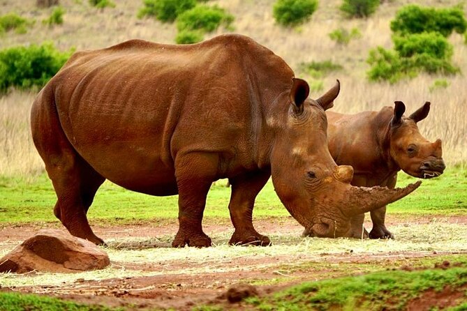 Cradle of Humankind, Caves or Maropeng, Rhino and Lion Park - How Shane Gouldie turns a day trip into something you remember