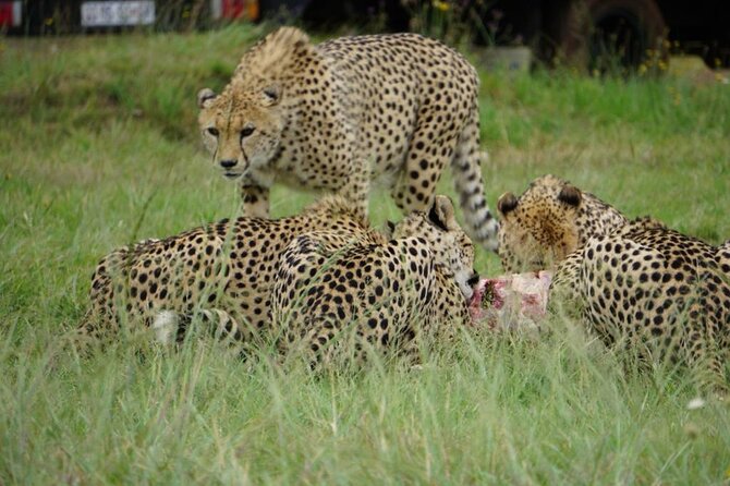 Cradle of Humankind, Caves or Maropeng, Rhino and Lion Park - Price and value: what you pay, what you still need to budget