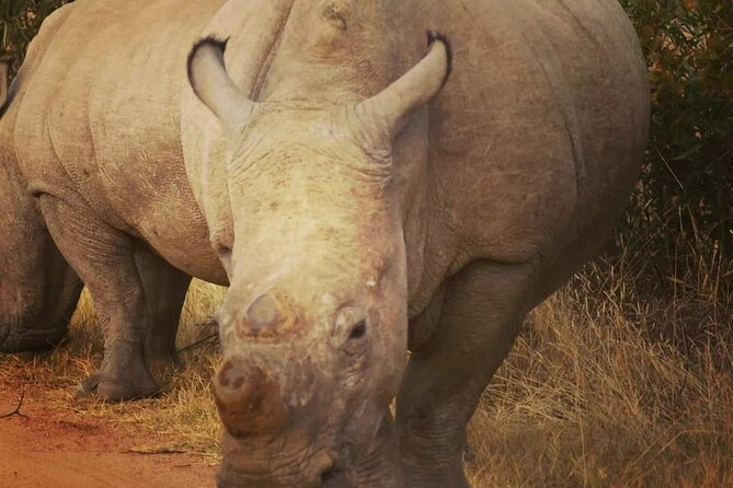 Cradle of Humankind, Caves or Maropeng, Rhino and Lion Park - What kind of traveler should book this Cradle plus safari day