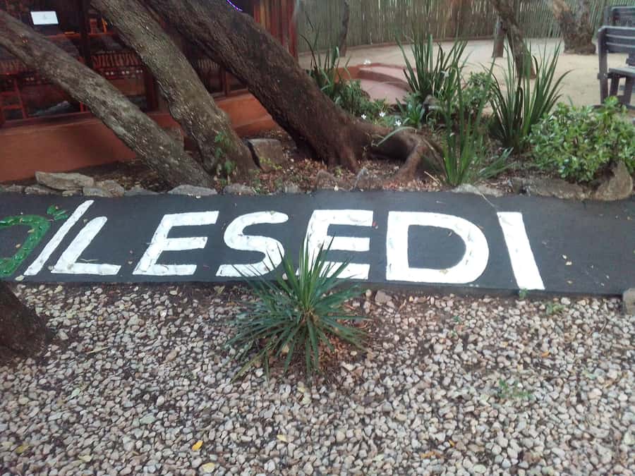 Cradle Of Humankind, Lesedi Cultural Village & Lion's Park - A Full-Day Combo With Real Range, From Fossils to Lion Sightings