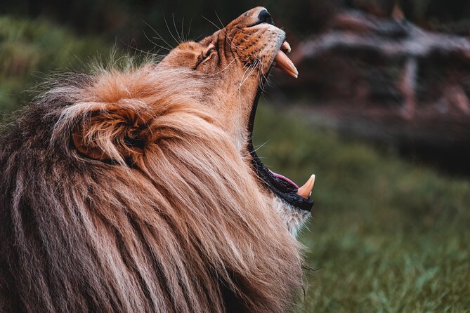 Cradle of Humankind Tour with Lion Safari from Johannesburg - Price and value: does $207.05 make sense?