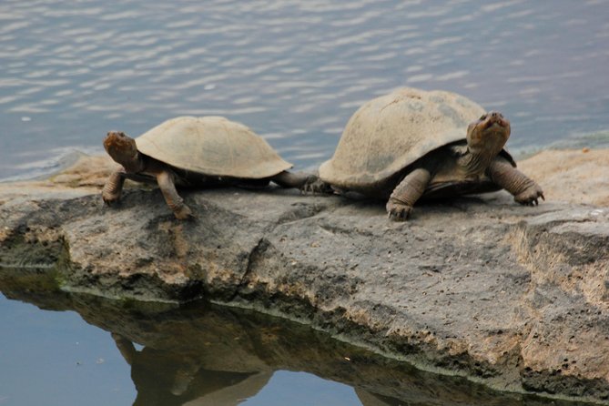 Cruise on Blyde Dam & Moholoholo Rehab Centre Day Tour from Hazyview - Should you book the Blyde Dam and Moholoholo day tour?