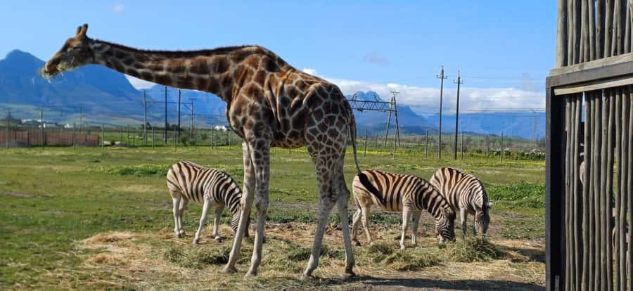 CT:Giraffe house-lions-leopard-tiger and WineTasting - Giraffe House: Up Close With Farm Animals, Blue Cranes, and Optional Giraffe Interaction