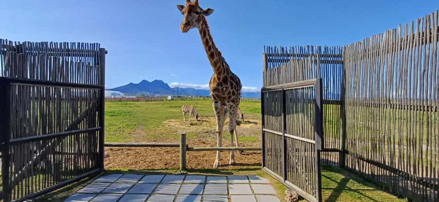CT:Giraffe house-lions-leopard-tiger and WineTasting - The Wine Break at Vredenheim: Classic or Premium Flights With Pairings