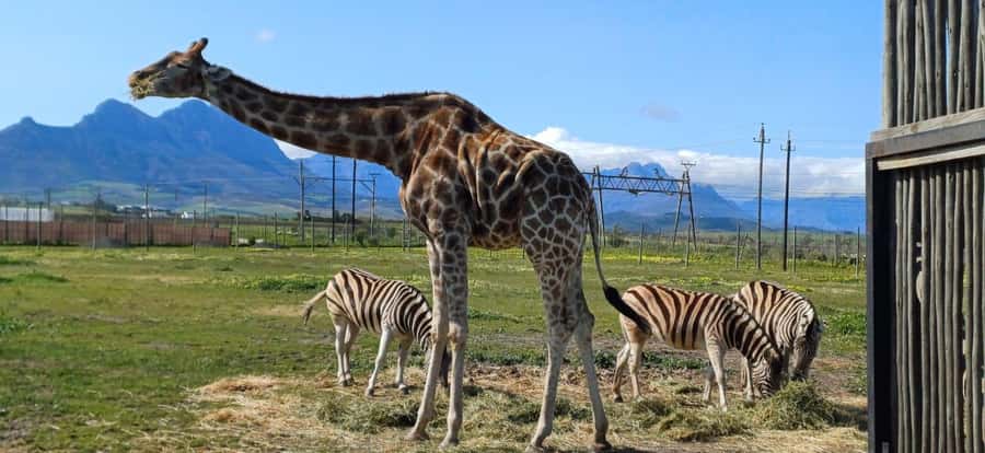 CT:Giraffe house-lions-leopard-tiger and WineTasting - How the Day Runs From Cape Town City Centre