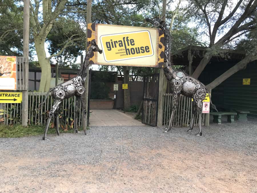 CT:Giraffe house-lions-leopard-tiger and WineTasting - Language, Guide Style, and Getting Context on the Drive