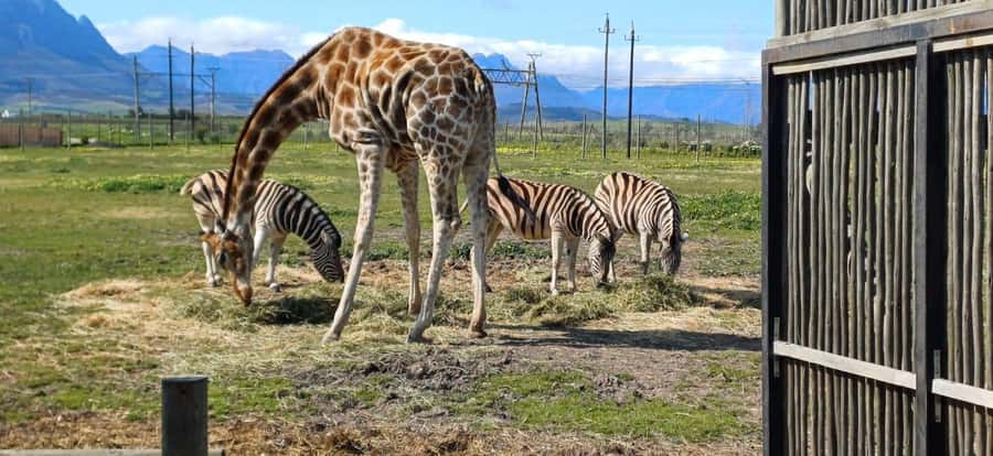 CT:Giraffe house-lions-leopard-tiger and WineTasting - Lions, Leopards, and Tigers: A Conservation Focus That Still Feels Like Adventure