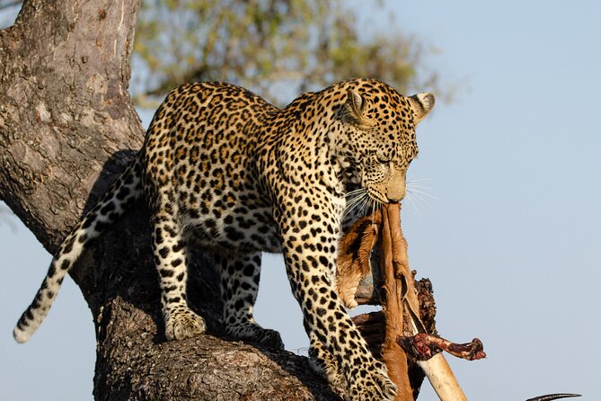 Daily Pilanesberg National Park Private Shuttle Services - A Private Shuttle That Gets You to Sun City on Your Schedule
